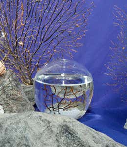 EcoSphere Pod with Self-Sustaining Sea Ecosystem