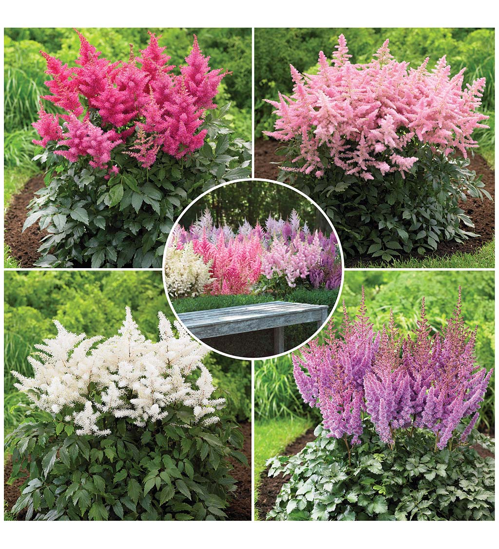Collection of 12 Pink and White Bare-Root Astilbe Plants