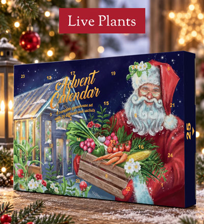 Image of Santa's Greenhouse Seed Advent Calendar. LIVE PLANTS