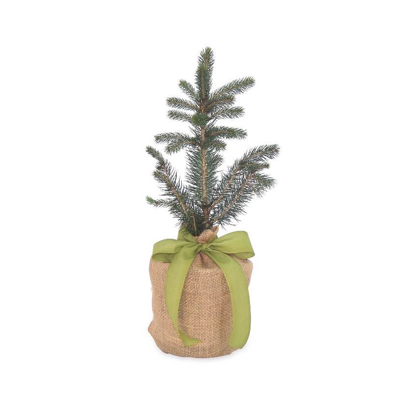 Live Potted Evergreen Trees in Burlap Gift Bag - Colorado Blue Spruce