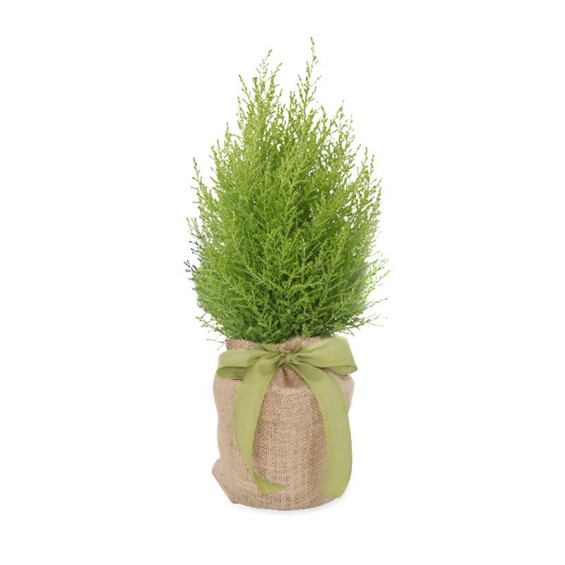 Live Potted Evergreen Trees in Burlap Gift Bag - Lemon Cypress