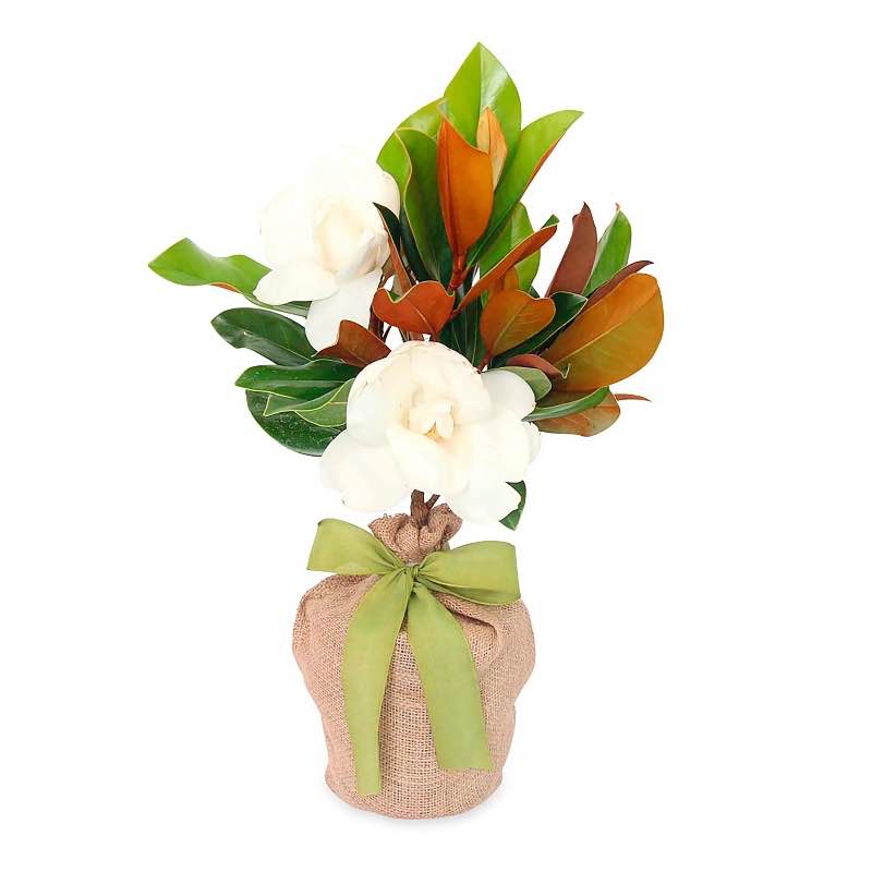 Live Potted Evergreen Trees in Burlap Gift Bag - Magnolia