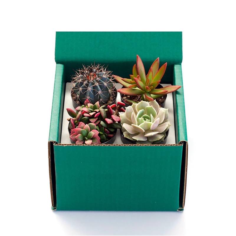 Succulent Variety Bundle, Set of 4