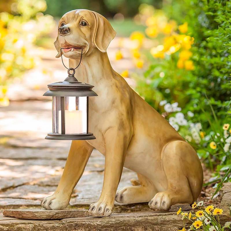 Yellow Lab with Solar Lantern