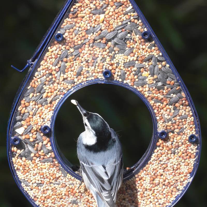 Blue Raindrop Fly-Through Bird Feeder