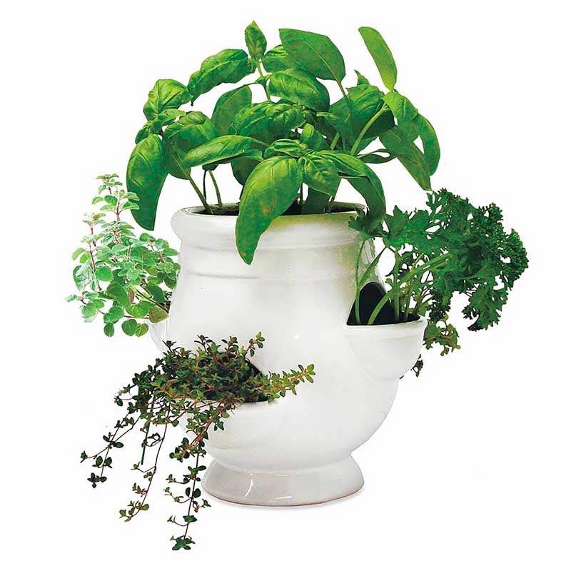 Grow Your Own Herbs Kit with White Ceramic Pot