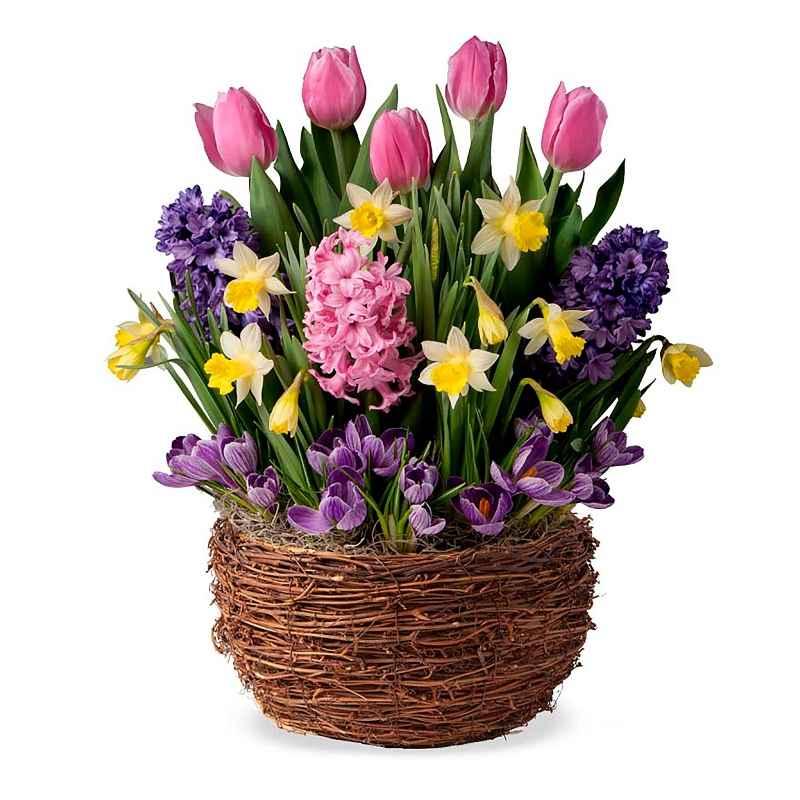 Tulips, Narcissus, Daffodils and Crocus Bulb Garden