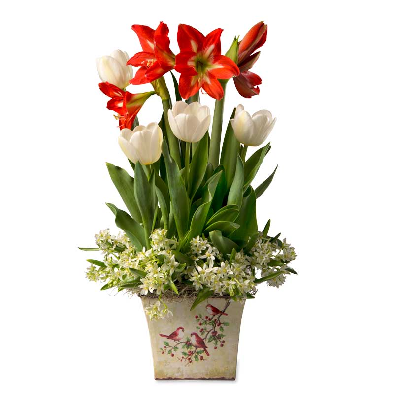 Mini Amaryllis and Tulips Bulb Garden with Snowbird Tin