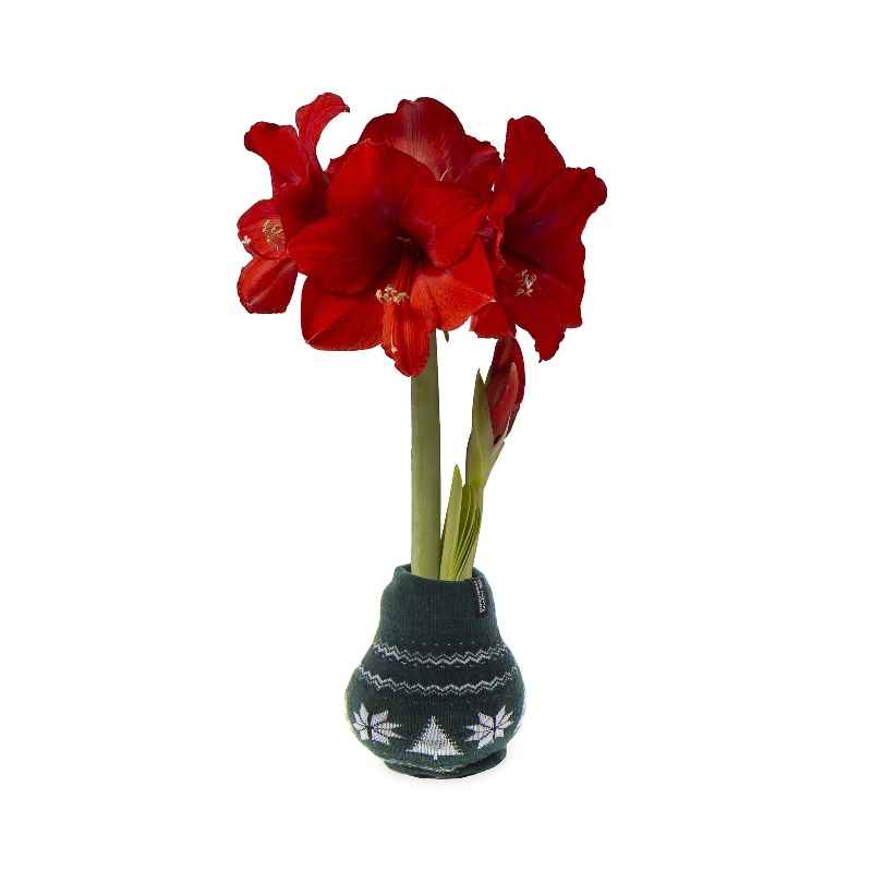 Nordic Sweater Covered Wax Amaryllis Bulb - Green