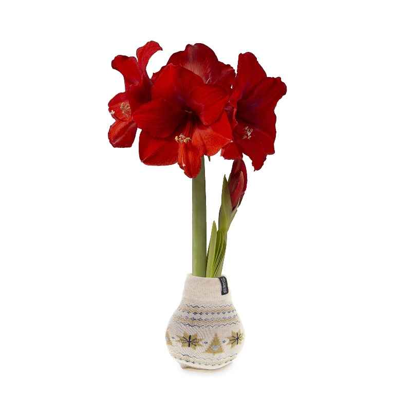 Nordic Sweater Covered Wax Amaryllis Bulb - Tan