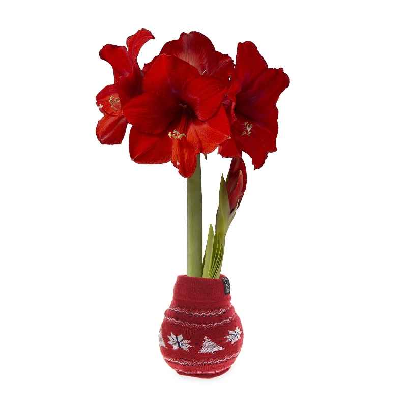 Nordic Sweater Covered Wax Amaryllis Bulb - Red