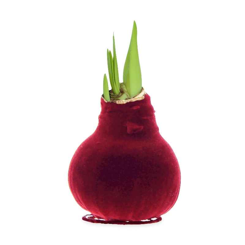 Velvet Covered Amaryllis Wax Bulb - Bordeaux