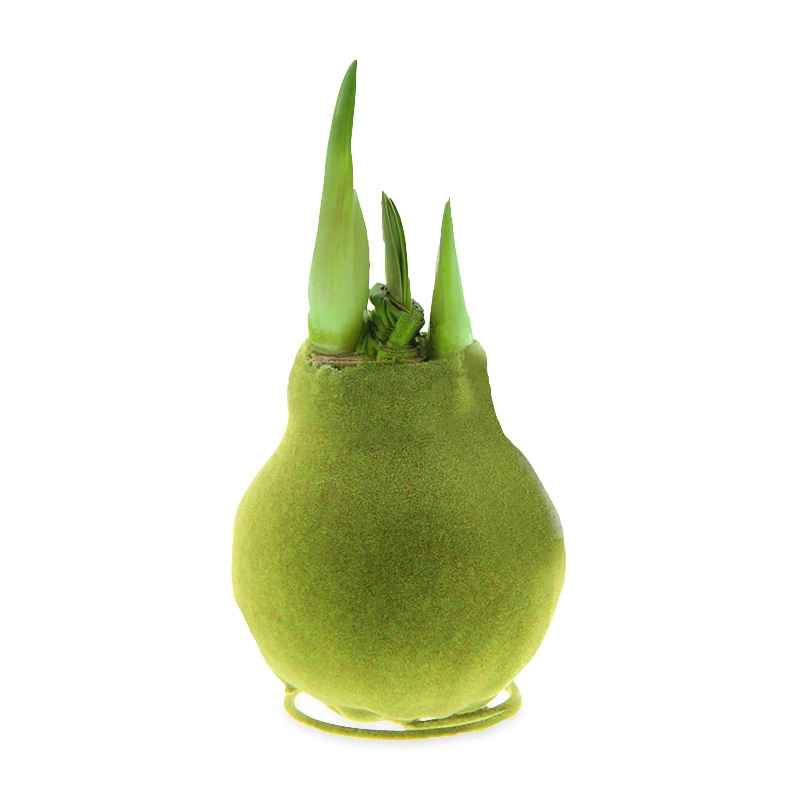 Velvet Covered Amaryllis Wax Bulb - Moss Green