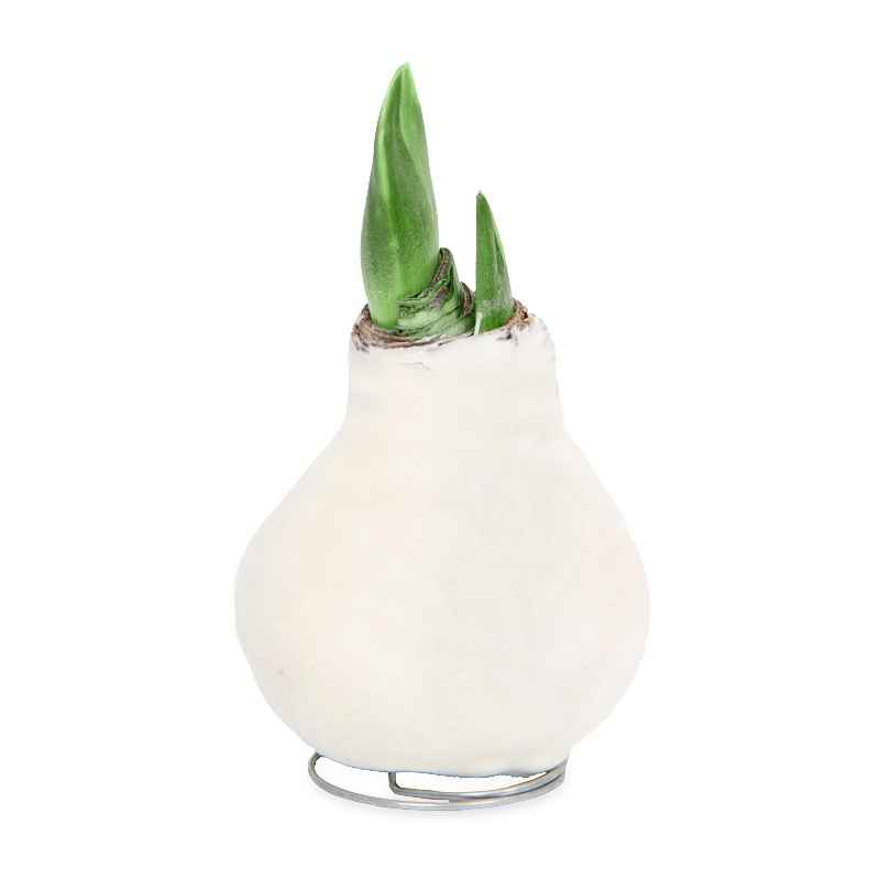 Velvet Covered Amaryllis Wax Bulb - White