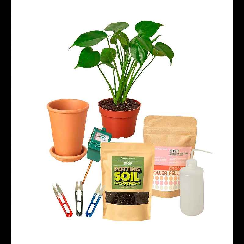 All-in-One New Plant Parent Kit