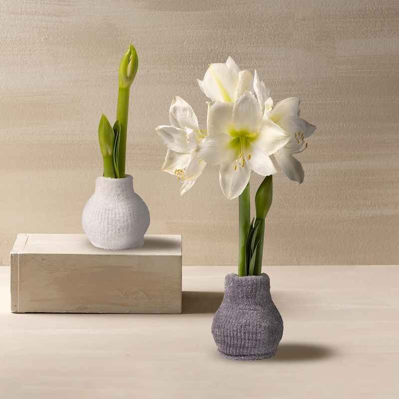 Cozy Sweater Amaryllis Wax Bulb - Gray