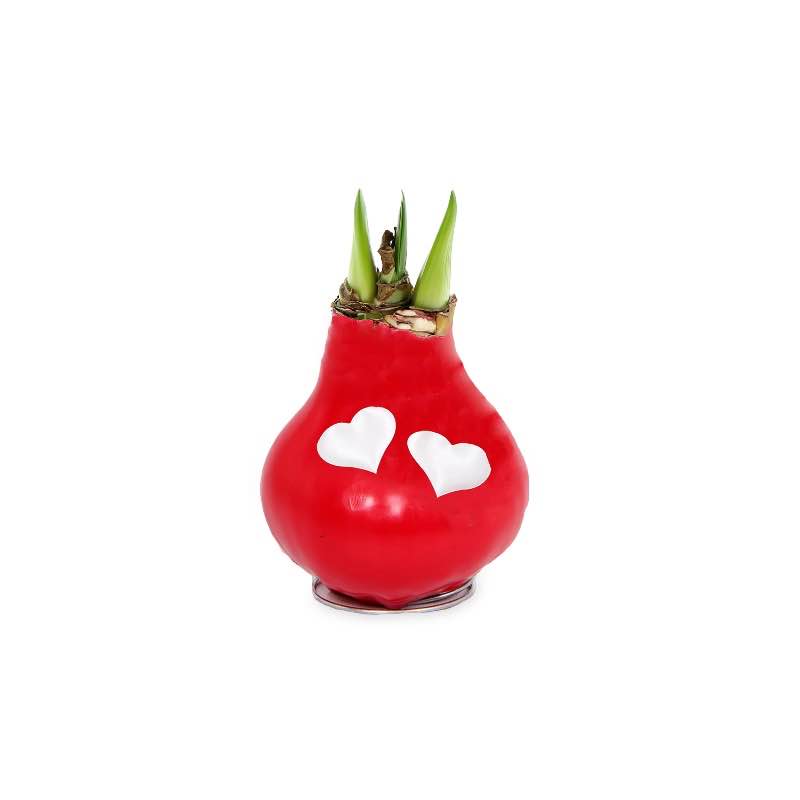 Amaryllis Love Bulb (red)