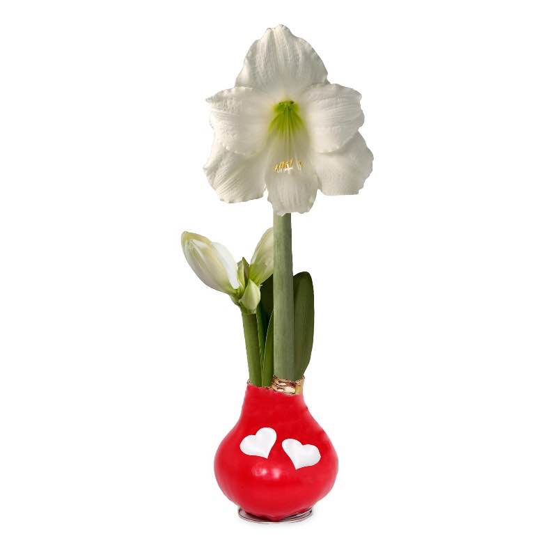 Amaryllis Love Bulb (red)