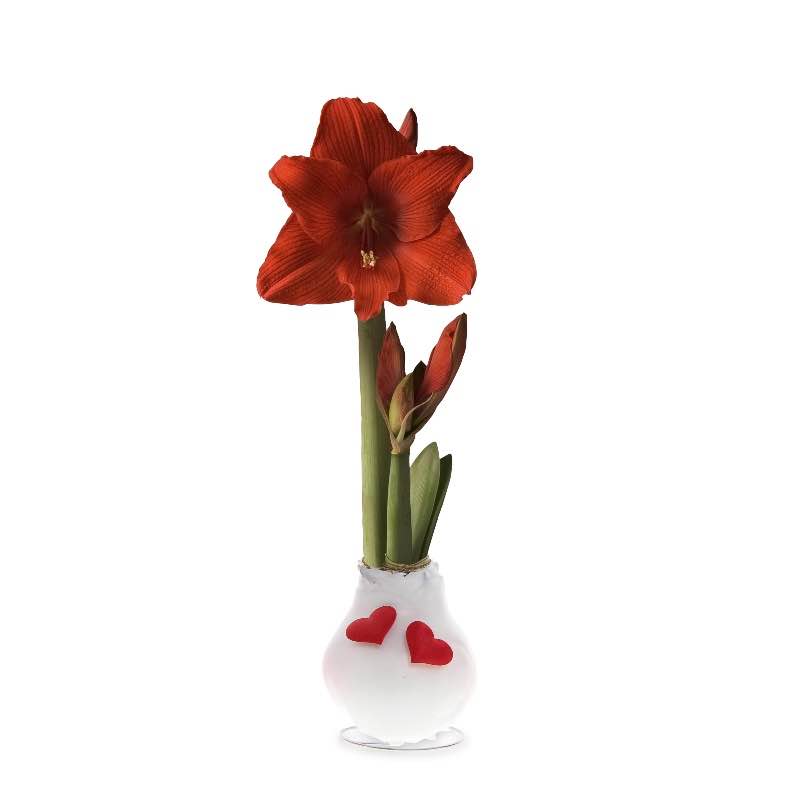 Amaryllis Love Bulb (white)