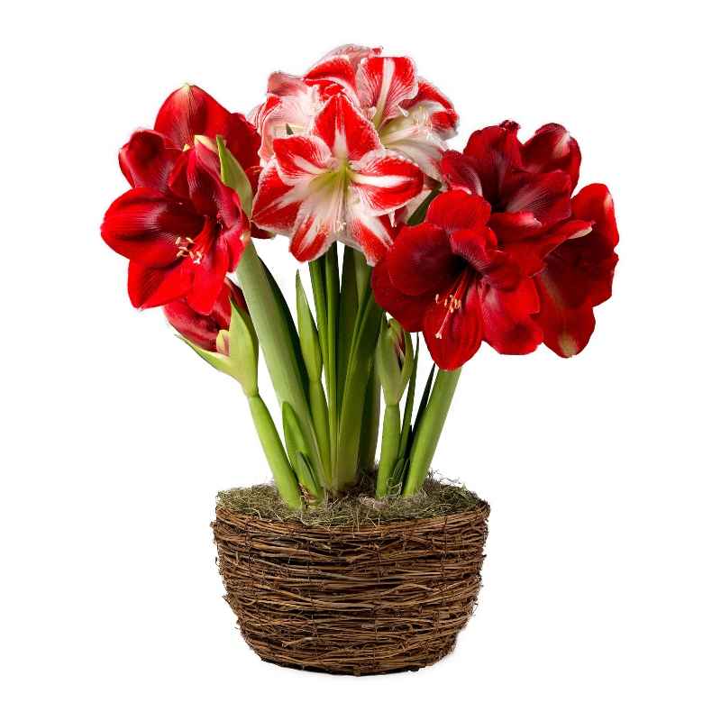 Holiday Amaryllis Bulb Garden