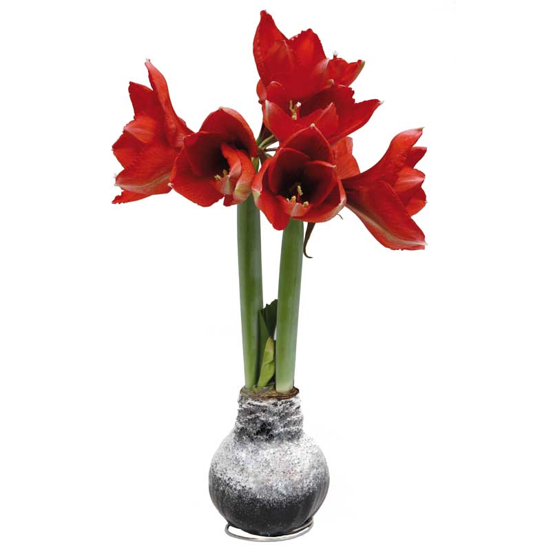 No-Water Wax Dipped Amaryllis Bulb (Black)