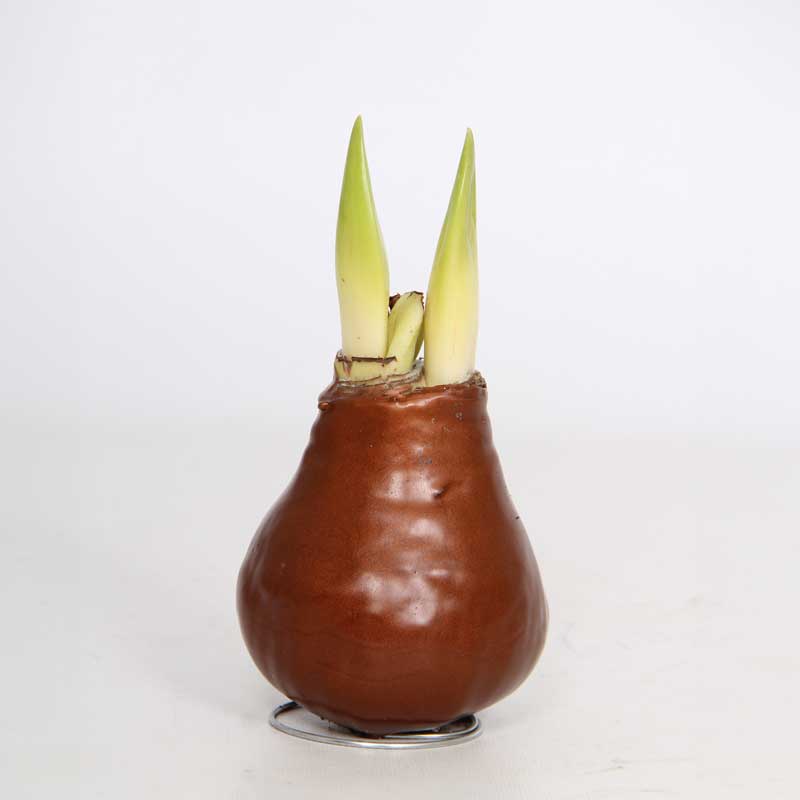 No-Water Wax Dipped Amaryllis Bulb (Copper)