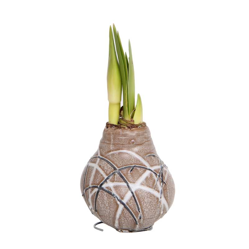 No-Water Wax Dipped Amaryllis Bulb (Gold)