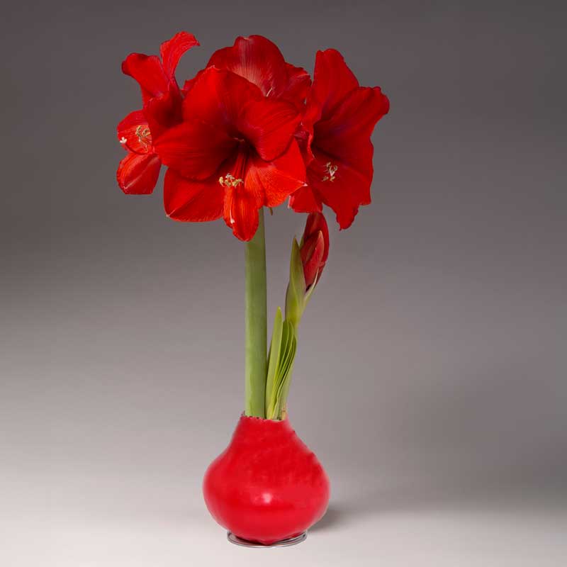 No-Water Wax Dipped Amaryllis Bulb (Red)