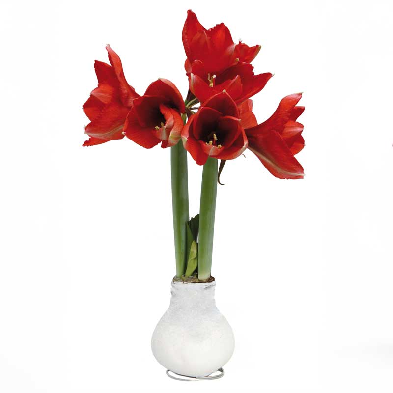 No-Water Wax Dipped Amaryllis Bulb (White w/Snow)