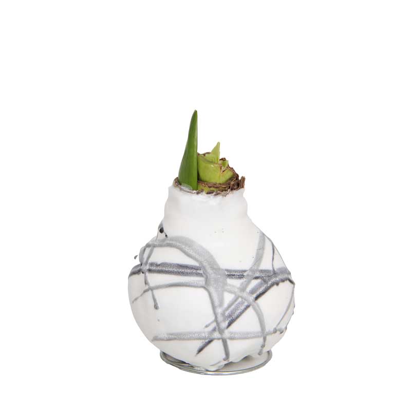 No-Water Wax Dipped Amaryllis Bulb (White w/Grey Streaks)