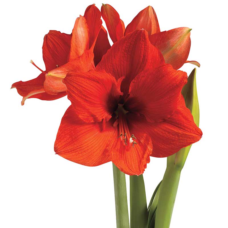 Jumbo No-Water Wax-Dipped Amaryllis Bulb (Rust Marbleized)