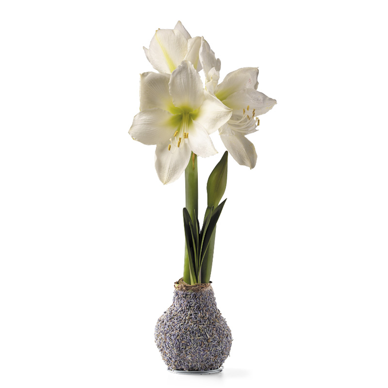 Jumbo No-Water Wax-Dipped Amaryllis Bulb (Lavender)