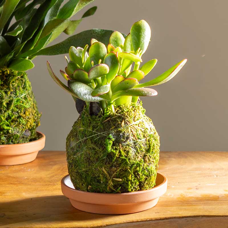 Jade Kokedama Ball with Saucer