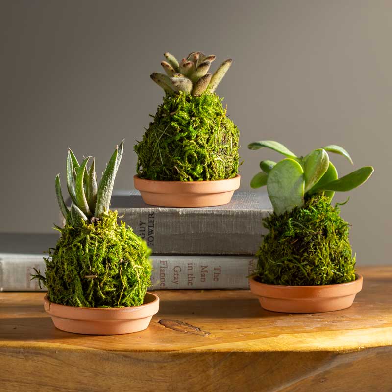 Mini Plant Kokedama Moss Ball Trio, Set of 3