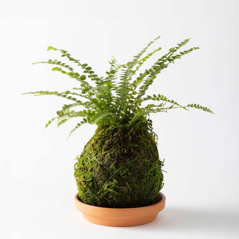 Fern Button Kokedama Ball with Saucer