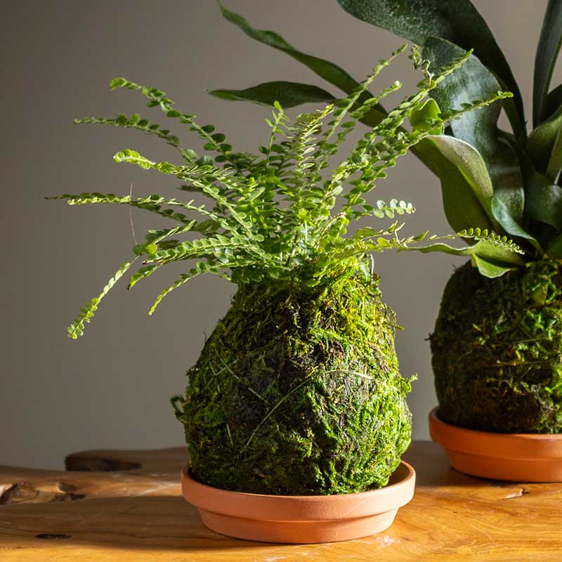 Fern Button Kokedama Ball with Saucer