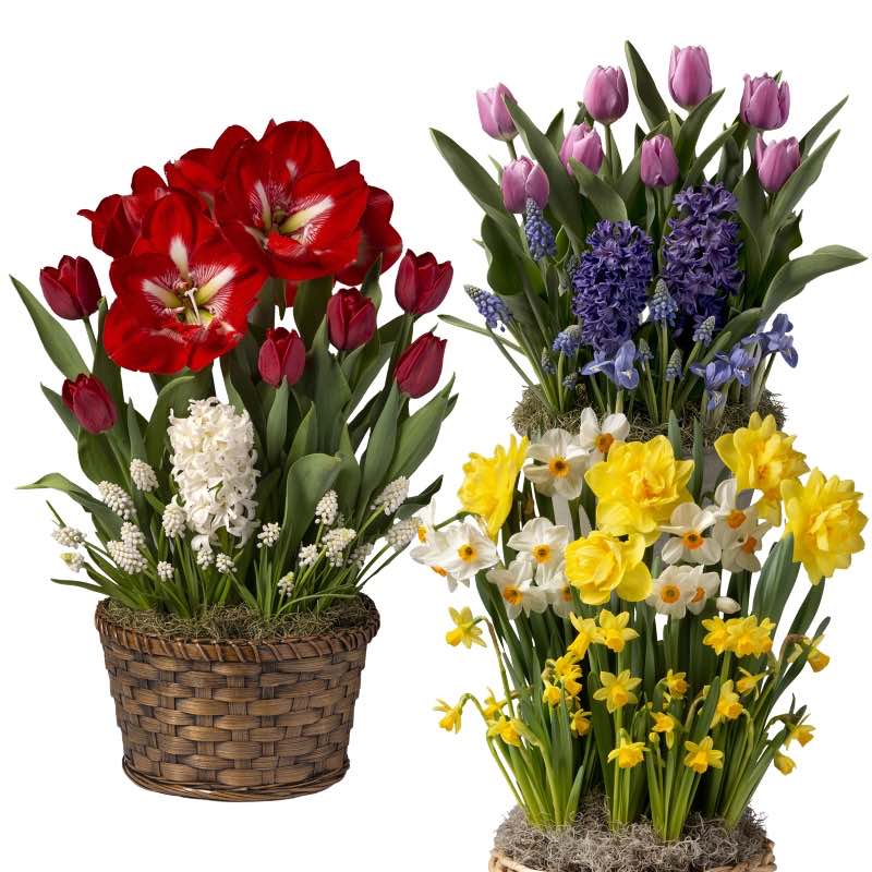 Three Months of Flowers Bulb Garden Gift