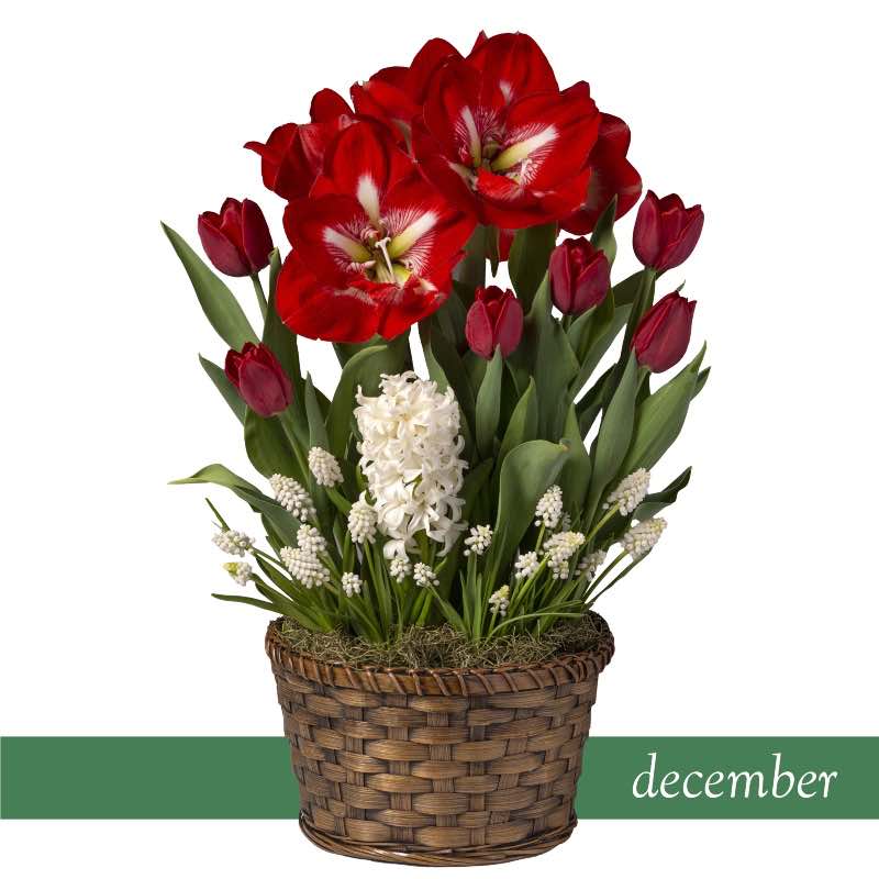 Six Months of Flowers Bulb Garden Gift