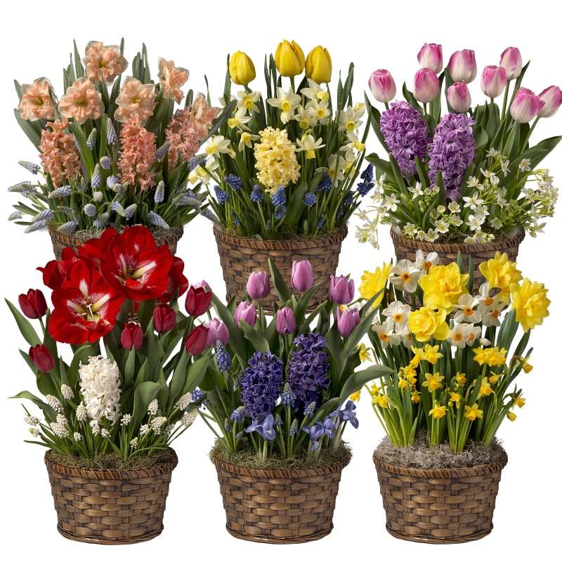 Six Months of Flowers Bulb Garden Gift