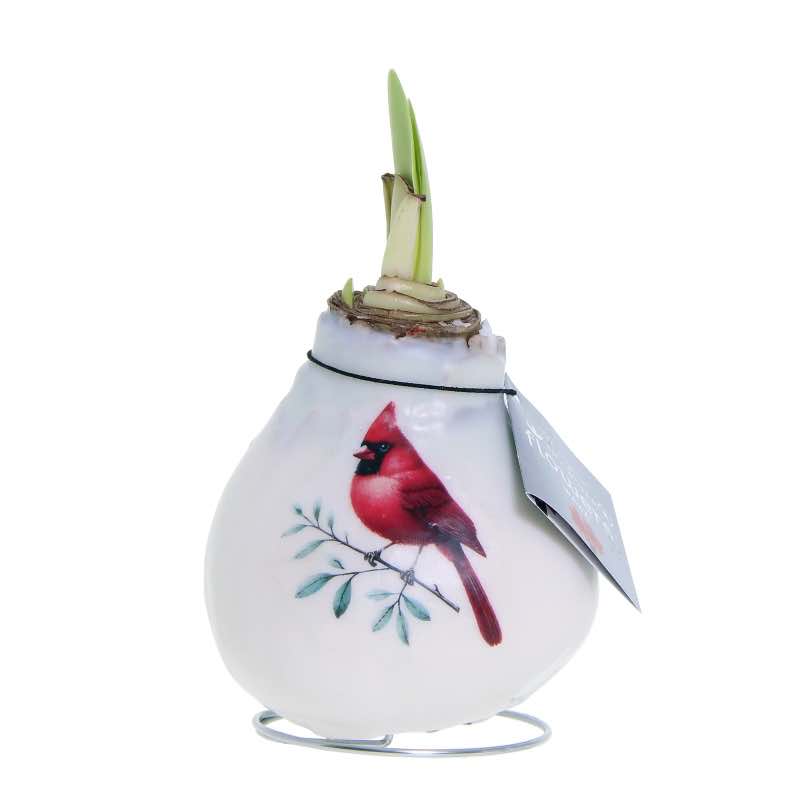 No-Water Waxed Amaryllis Bulb with Vintage Cardinal Print