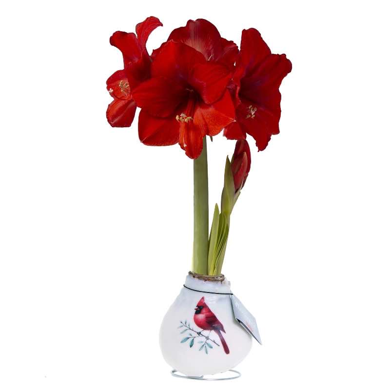No-Water Waxed Amaryllis Bulb with Vintage Cardinal Print