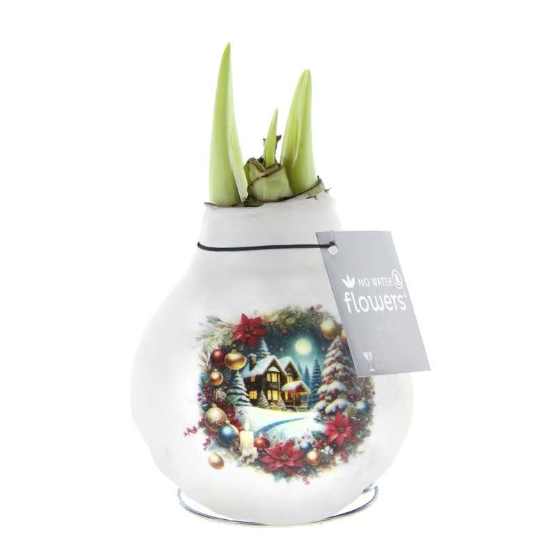 No-Water Waxed Amaryllis Bulb Nostalgic Holiday Homestead