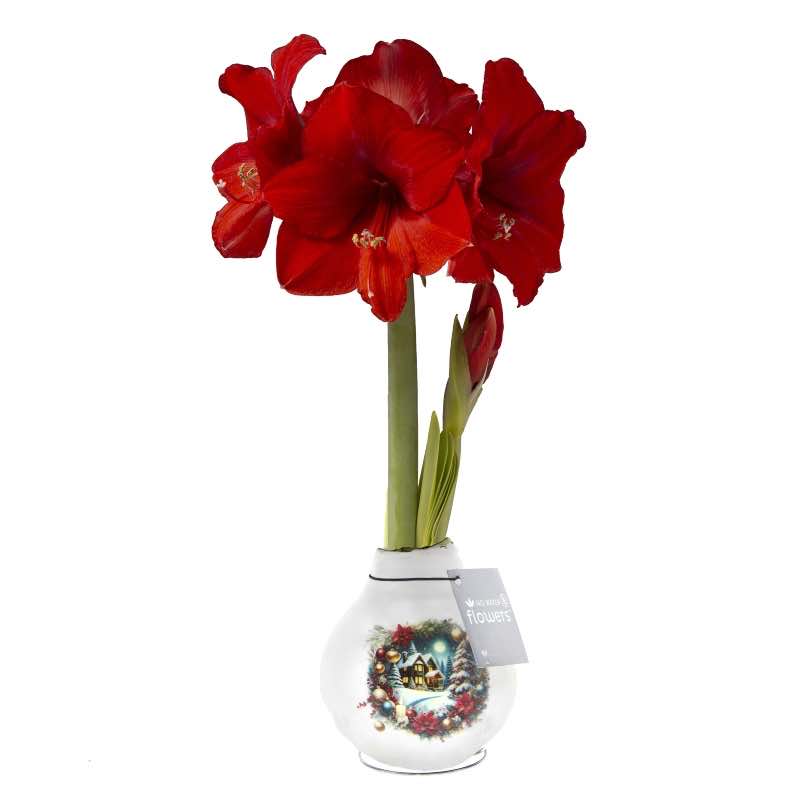 No-Water Waxed Amaryllis Bulb Nostalgic Holiday Homestead