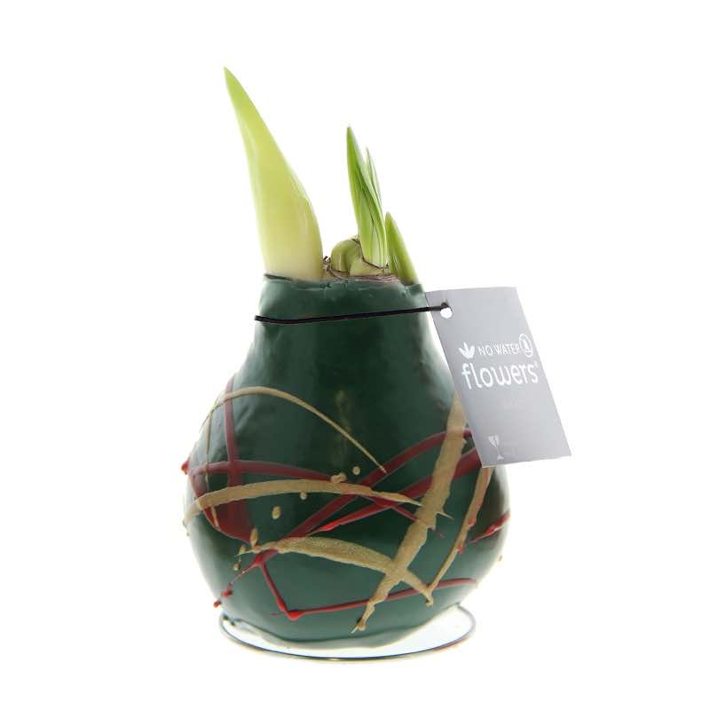 No-Water Waxed Amaryllis Bulb Green Art Stripes