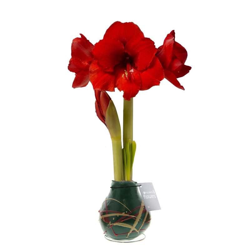 No-Water Waxed Amaryllis Bulb Green Art Stripes