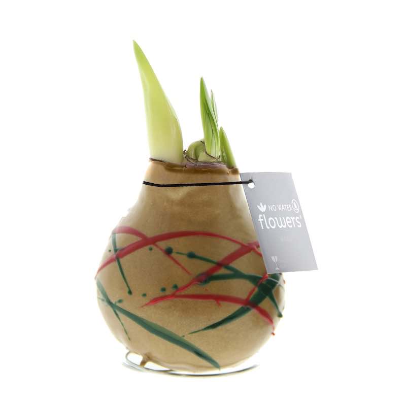 No-Water Waxed Amaryllis Bulb Gold Art Stripes