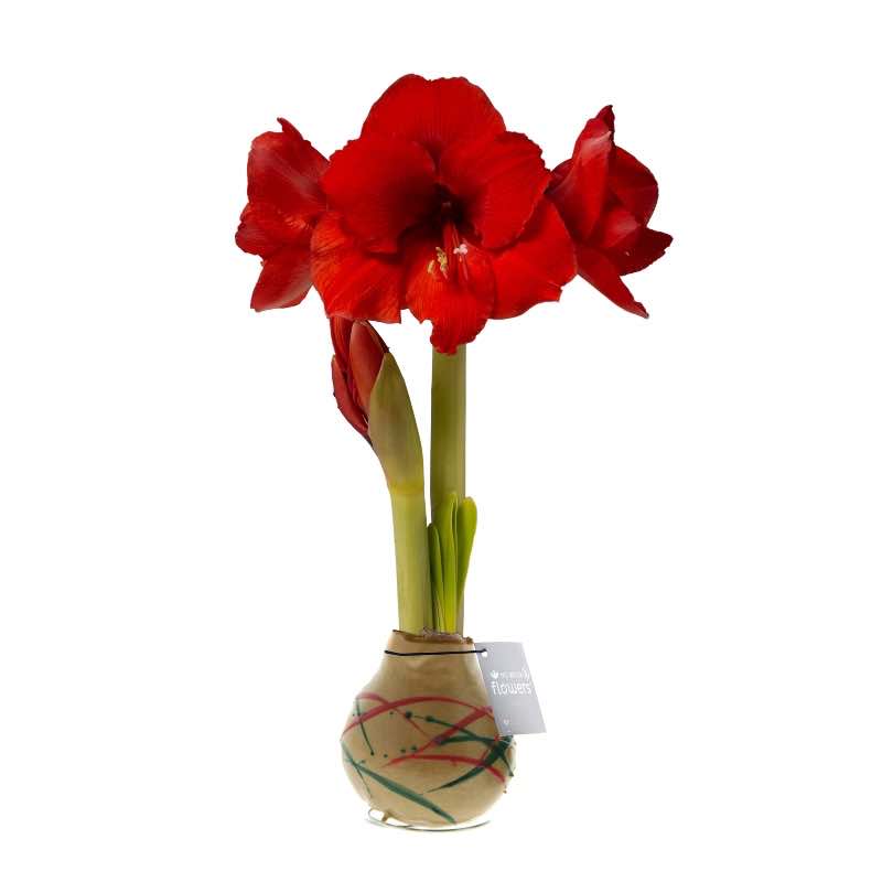 No-Water Waxed Amaryllis Bulb Gold Art Stripes