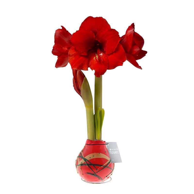 No-Water Waxed Amaryllis Bulb Red Art Stripes