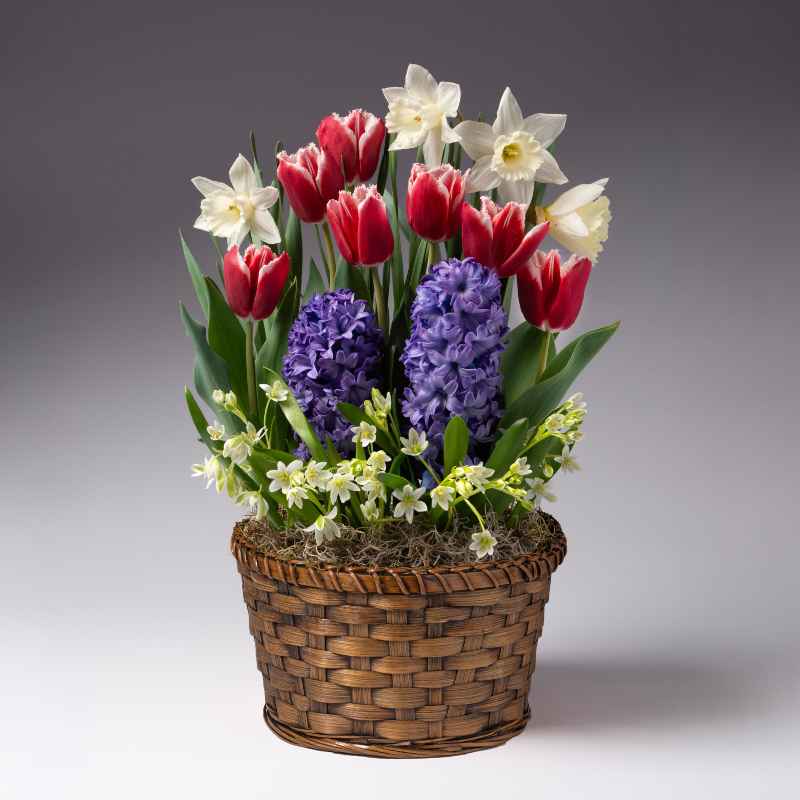 Large Blue and Red Garden in a Basket