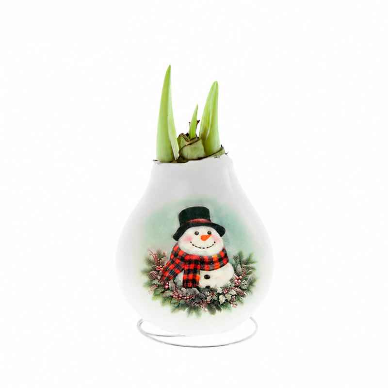 No-Water Wax Dipped Amaryllis Bulb Snowman Print